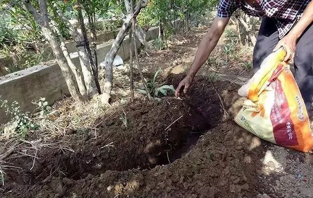 果樹施肥，這些雷區(qū)你一定要注意繞過(guò)